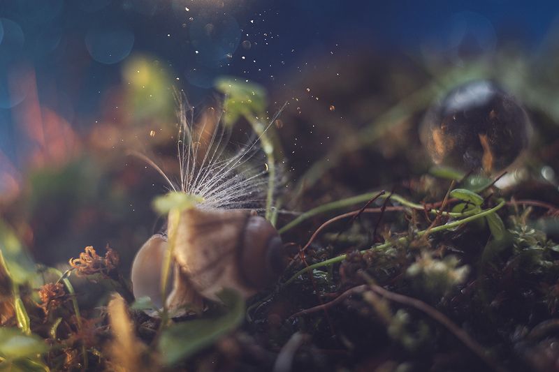 макро, макрофотография, макросъёмка, боке, ракушка, капли  фото превью