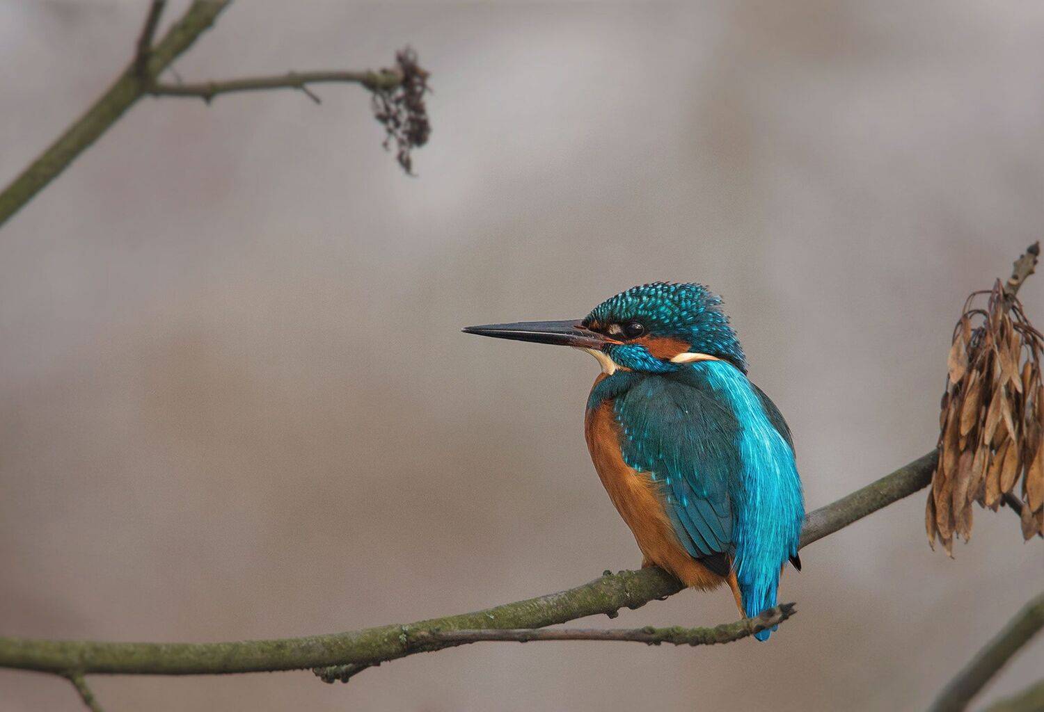 , Arkadiusz Michalak