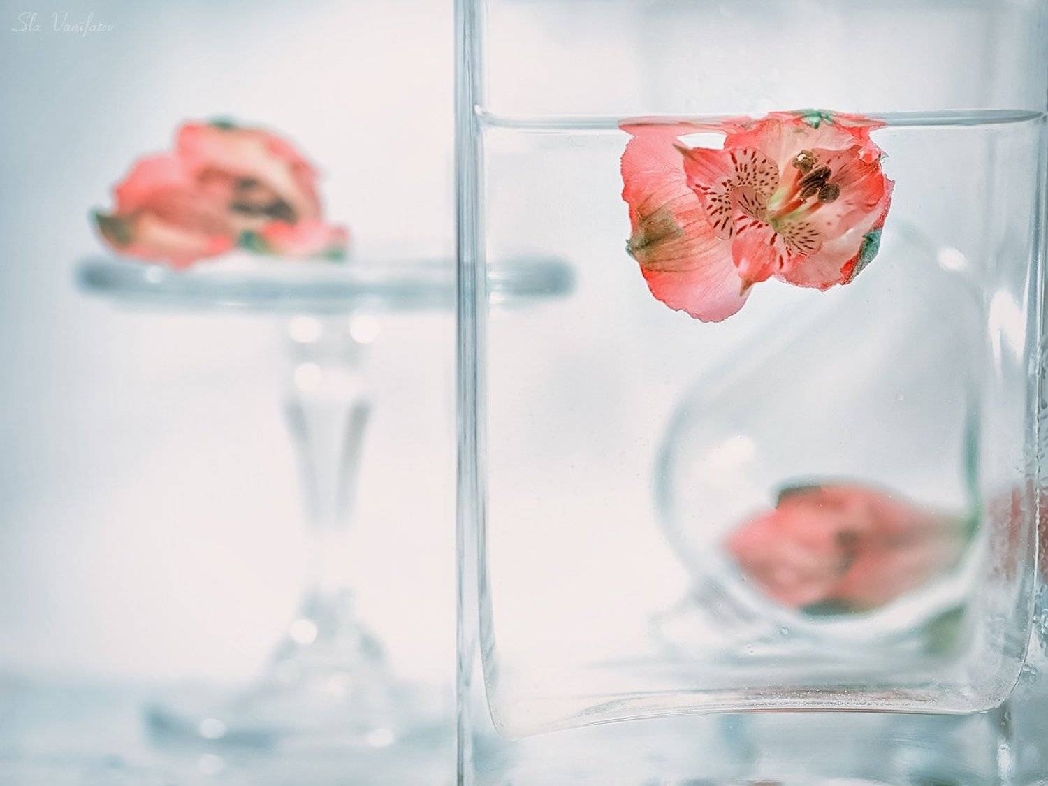 , Вячеслав Ванифатьев