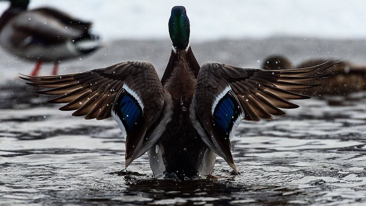 , Сергей Скоробогатов