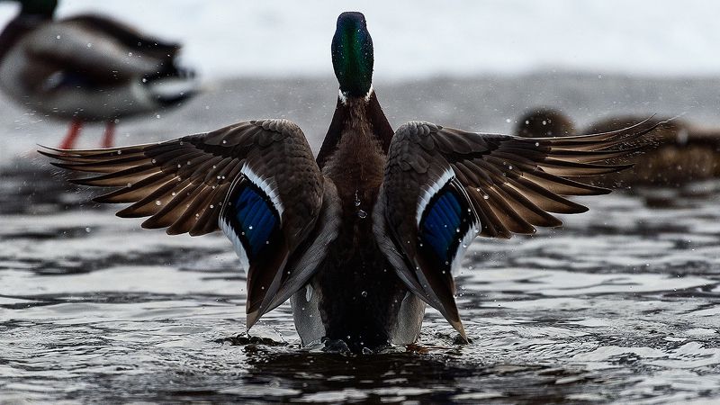 Взмах фото превью