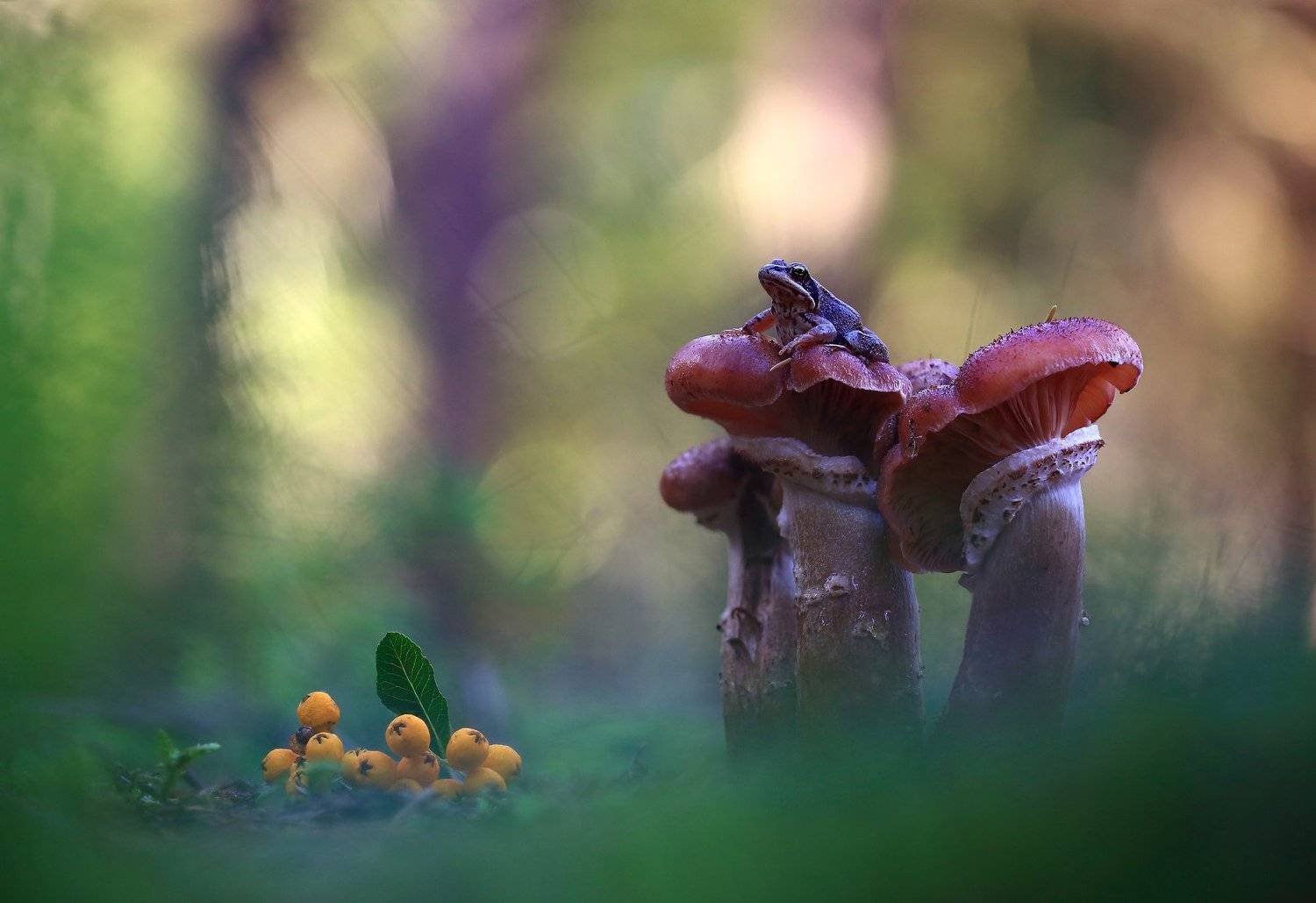 ..., Viktor Schneider