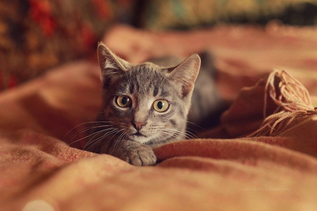 игривый котик, Вера Шамраева