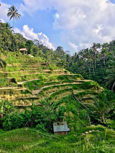 Rice terraces in Bali, Indonesia