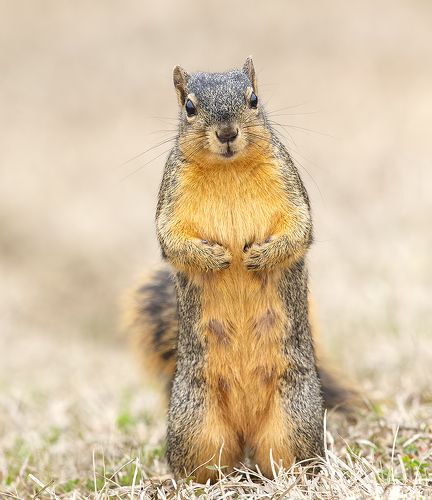 Лисья Белка -Fox Squirrel