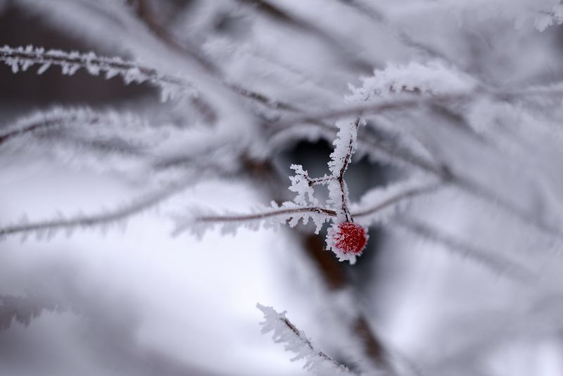 Иней фото превью