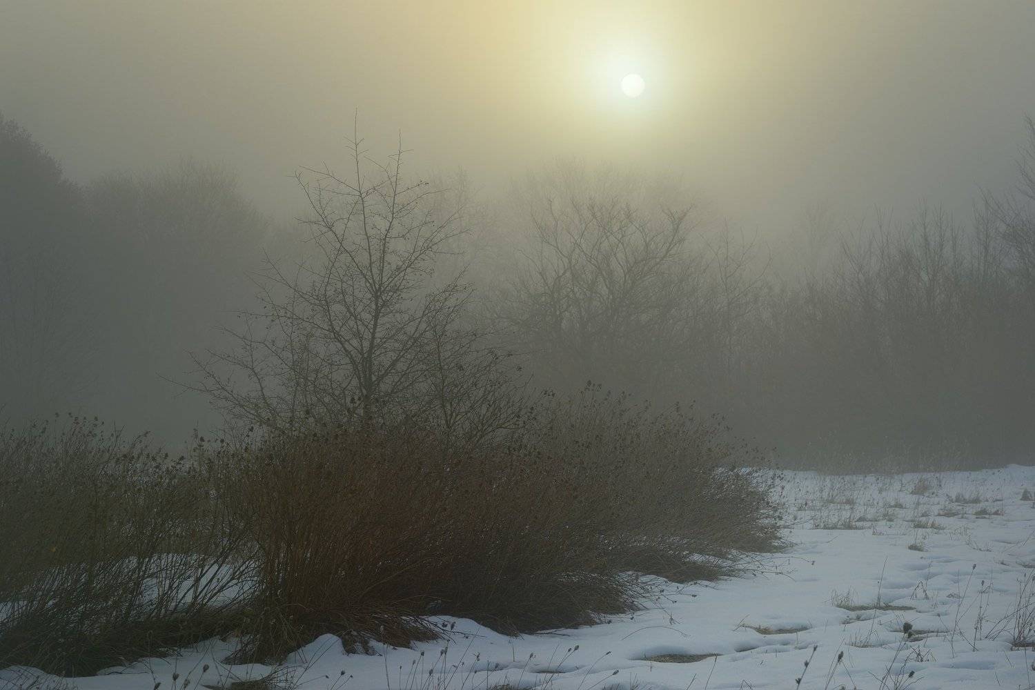 зима лес снег утро туман, Александр Жарников