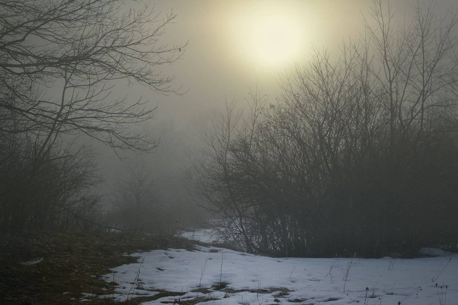 зима лес снег утро туман, Александр Жарников