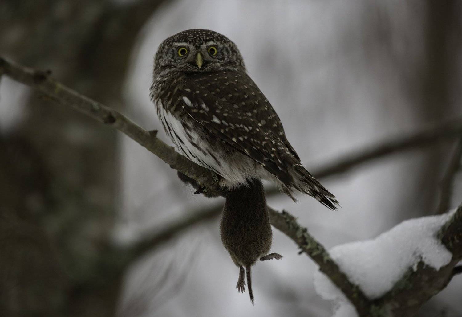 , Андрей Шимчук