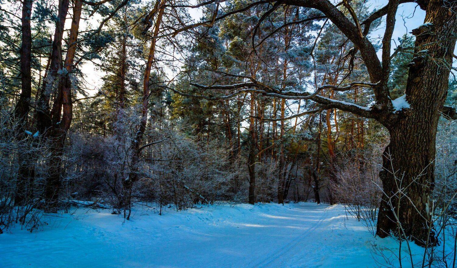 лес, зима, иней, снег, сосны, заповедник, лыжня, дуб, Руслан Востриков
