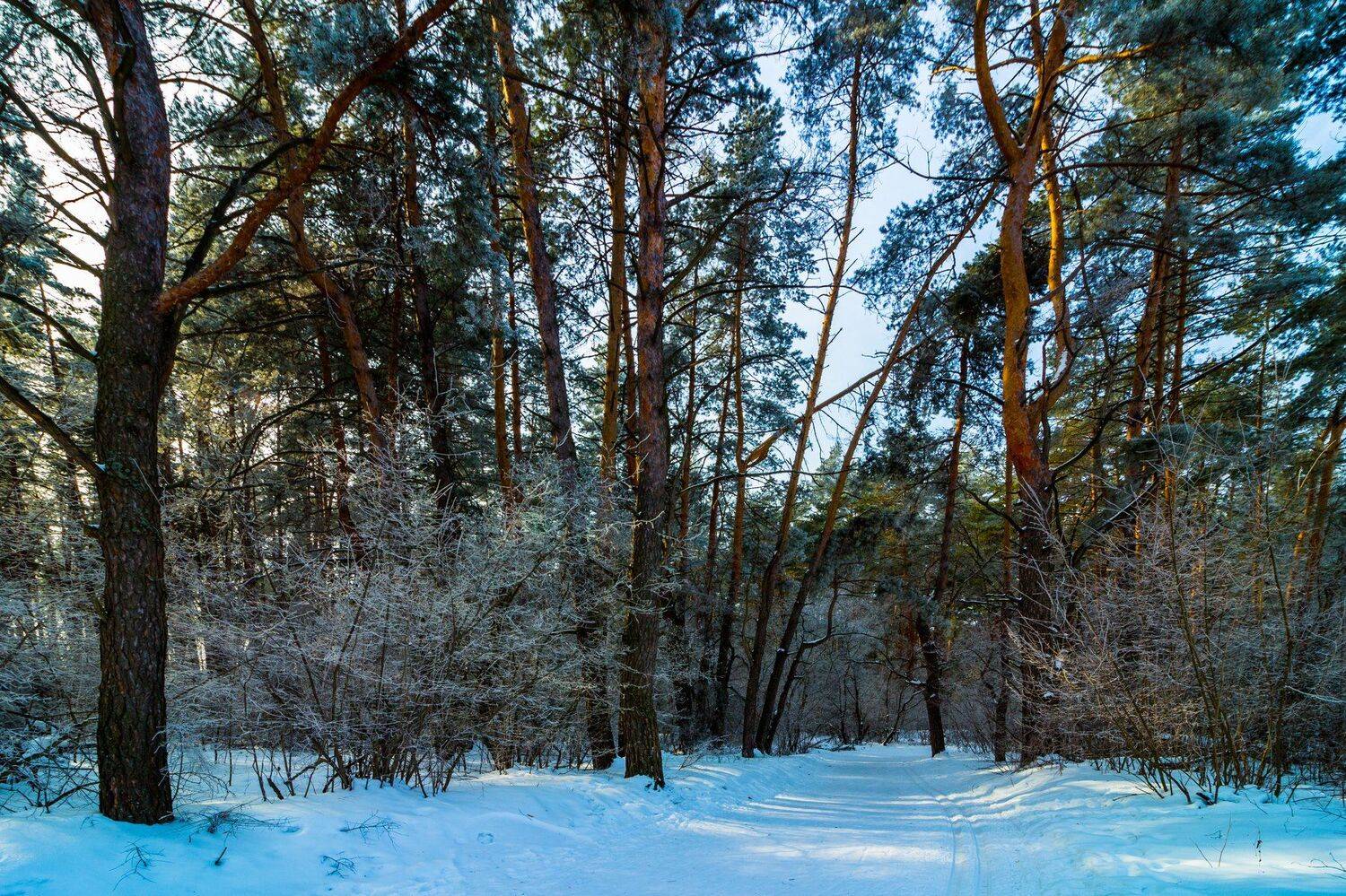 лес, зима, иней, снег, сосны, заповедник, лыжня, Руслан Востриков