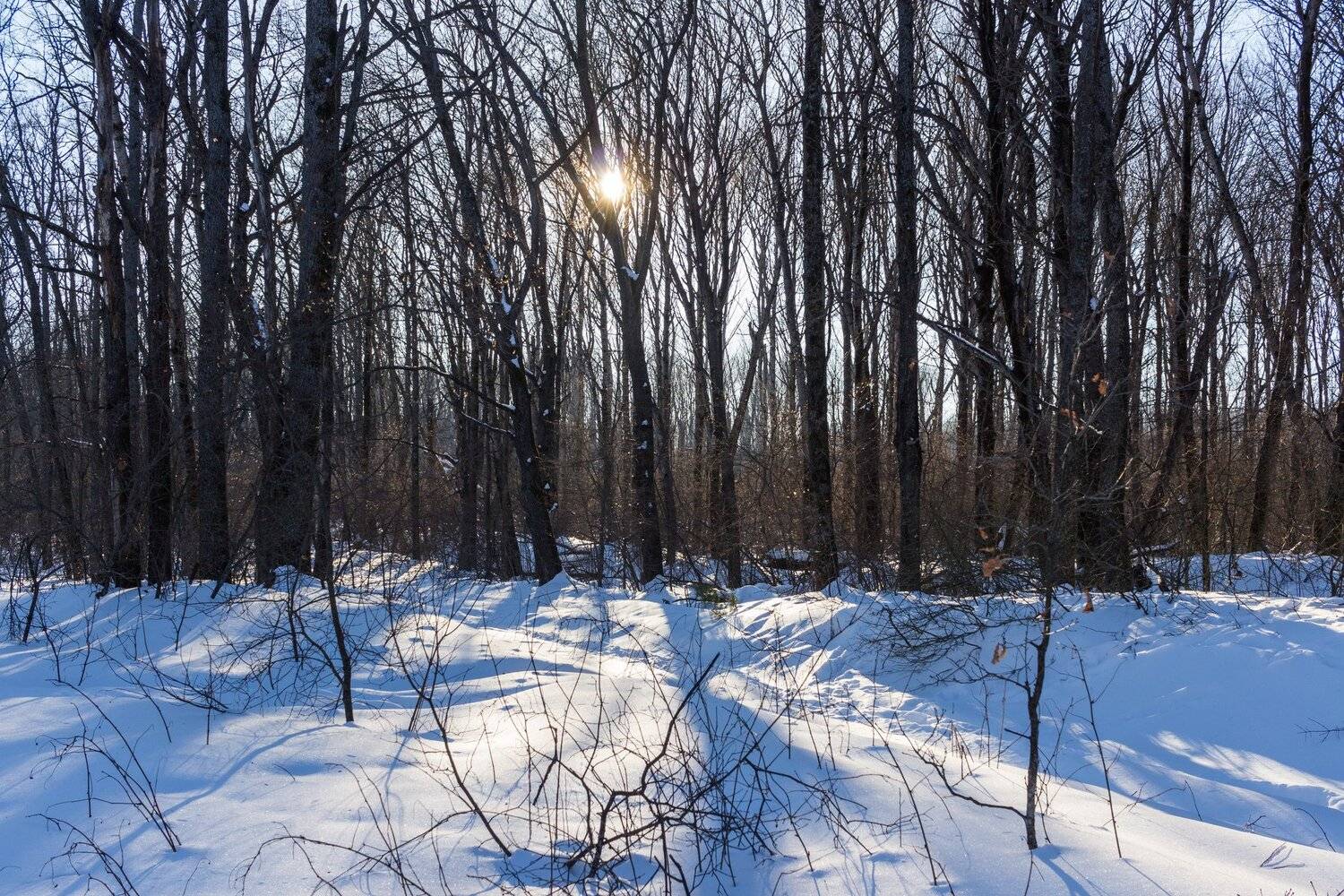 лес, снег, зима, солнце, деревья, Руслан Востриков