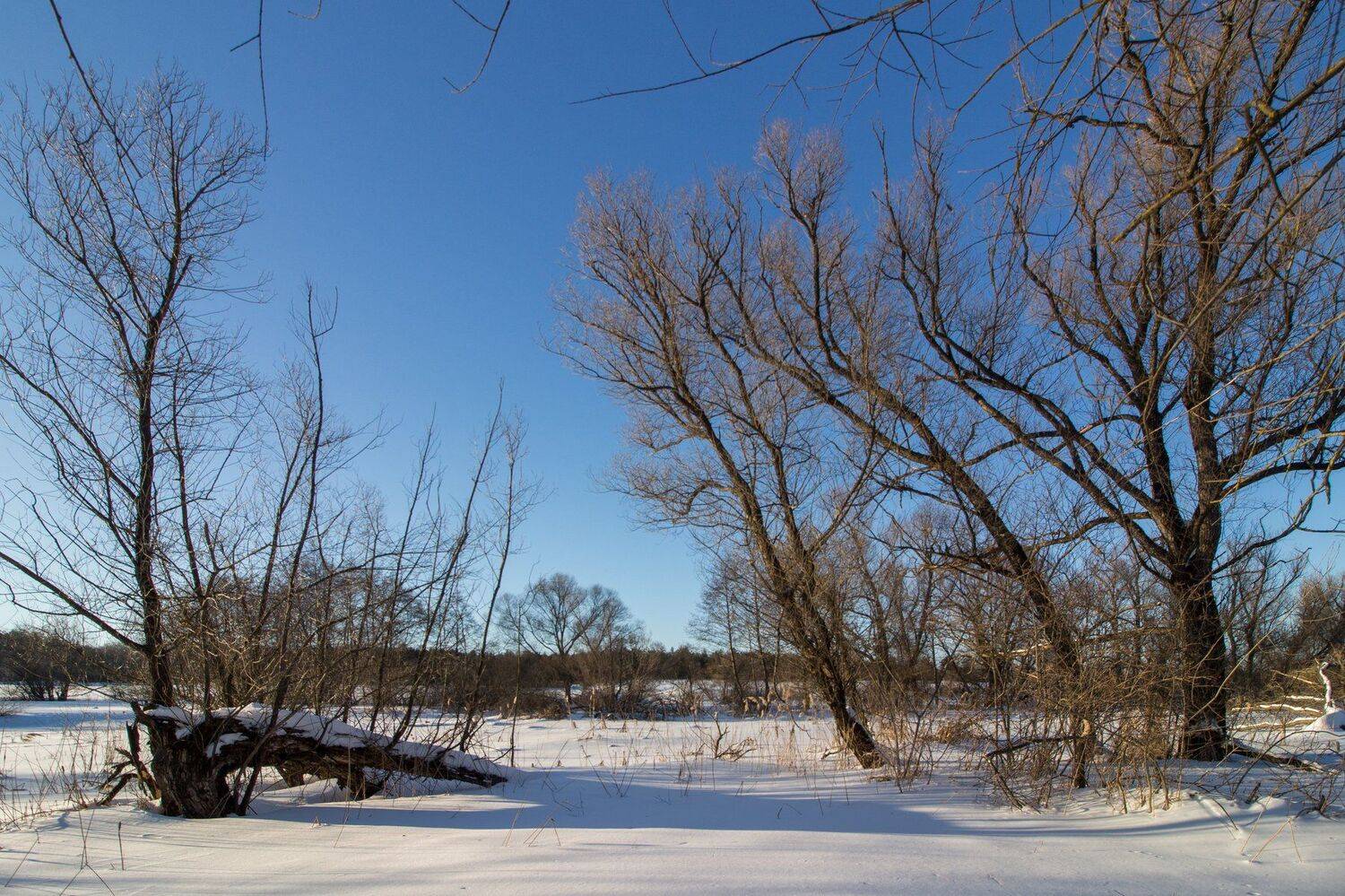 лес, снег, зима, деревья, Руслан Востриков