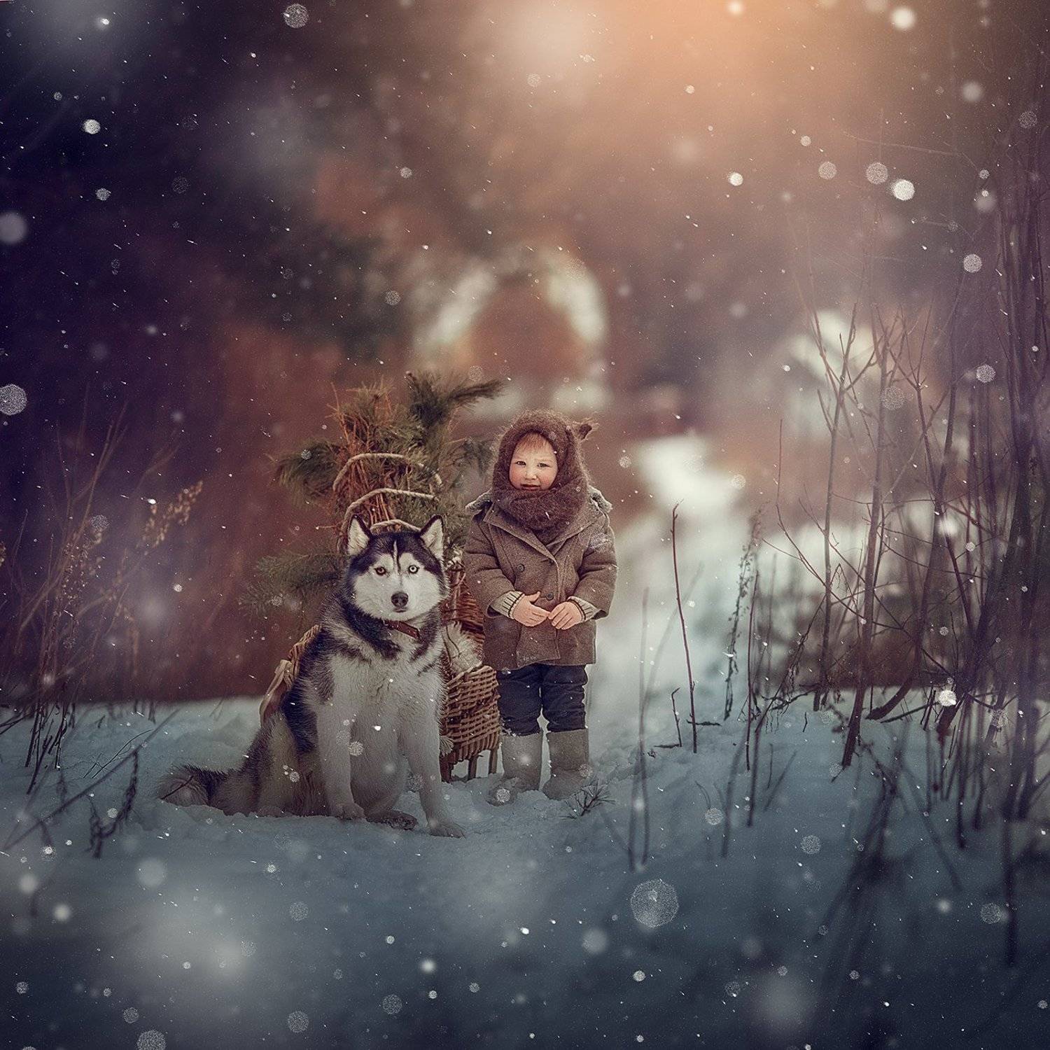 мальчик, лес, хаски, зима, мороз, дети, санки, Анастасия Кучина