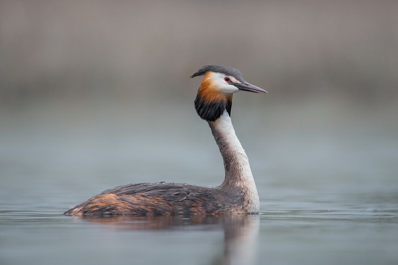 В тумане фото превью