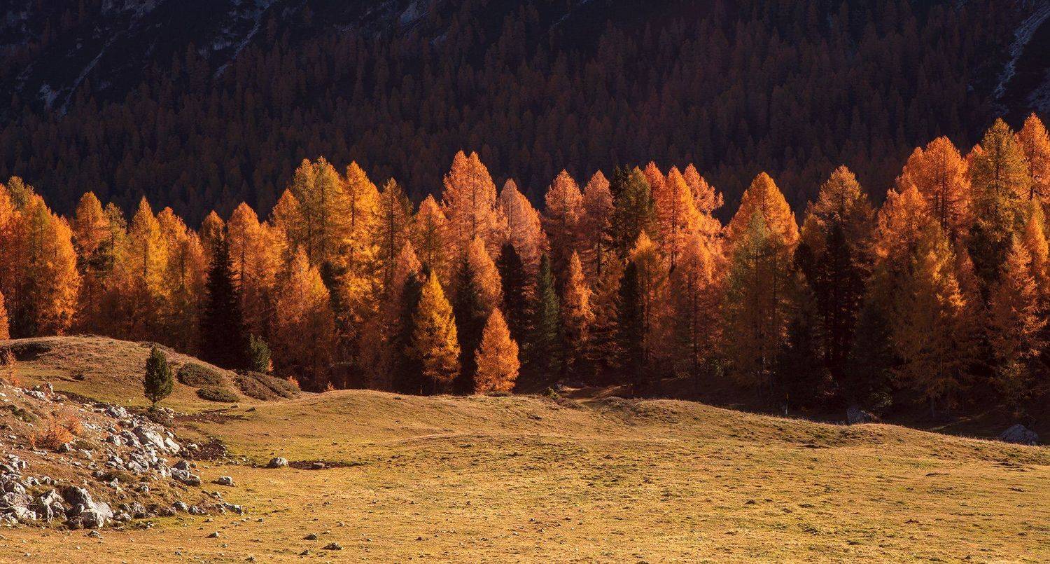 , Игорь Дубровский