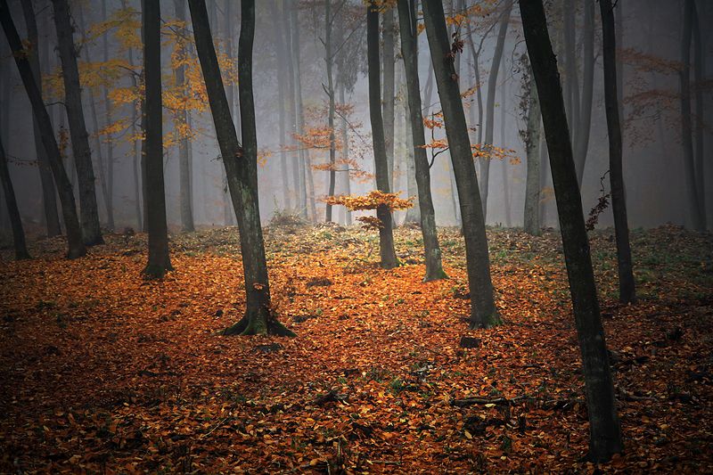 ...  фото превью