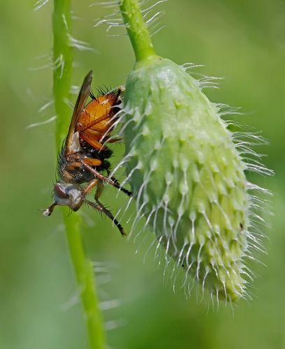 Родственные души ...