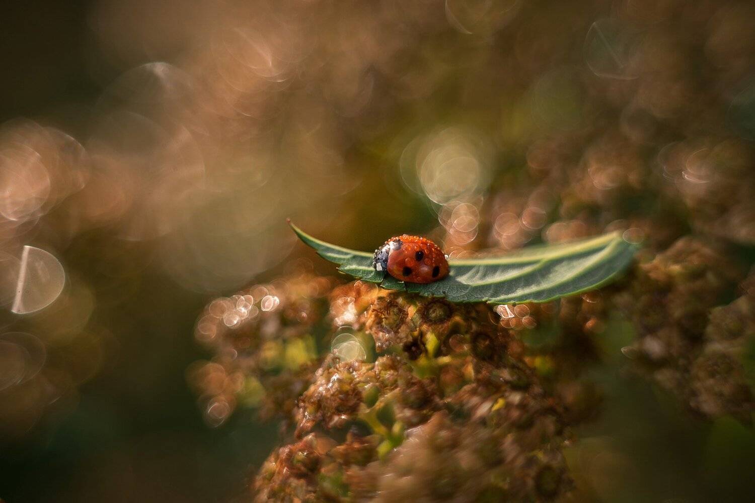 , Тарасова Ольга