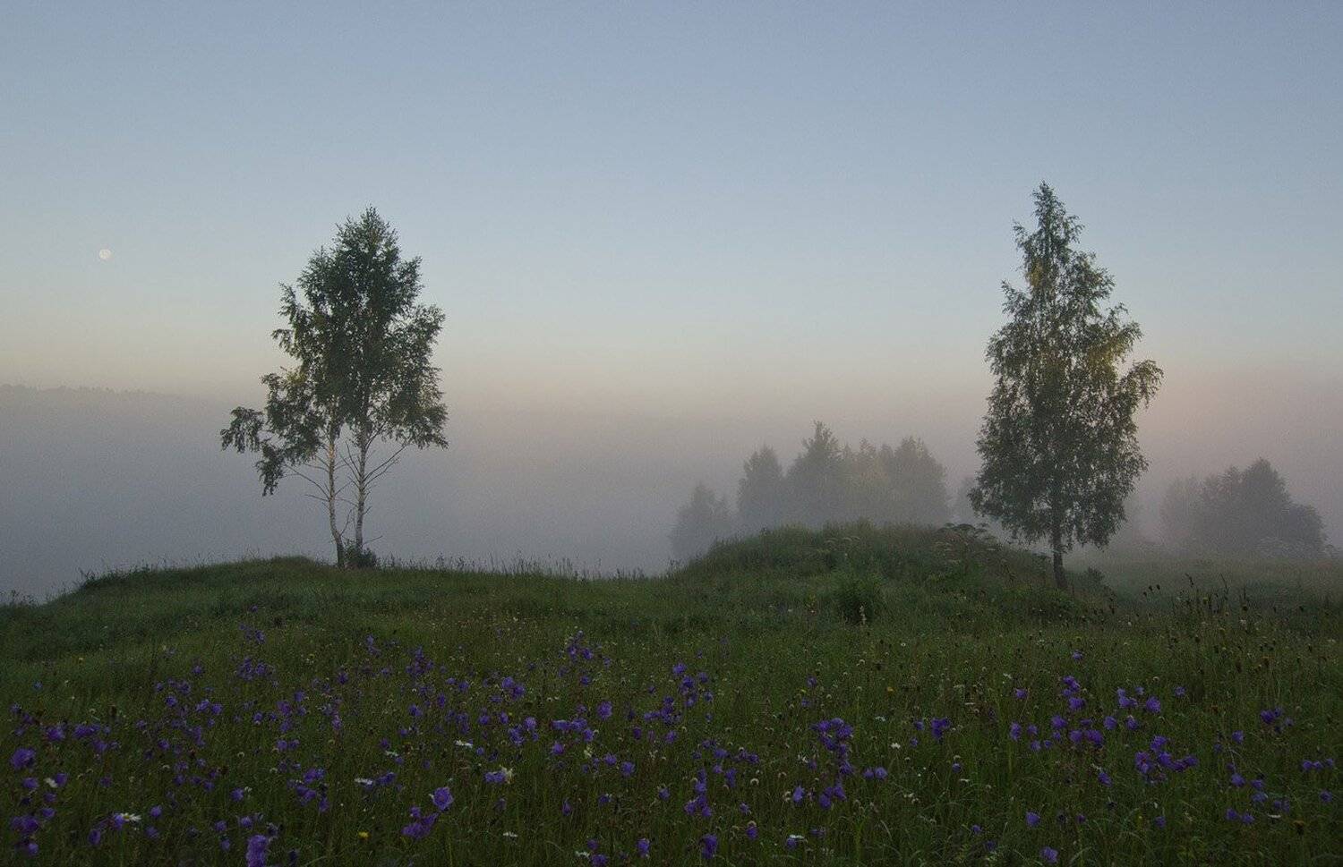 лето, июль, луг, колокольчики, архангельское, Михаил Агеев