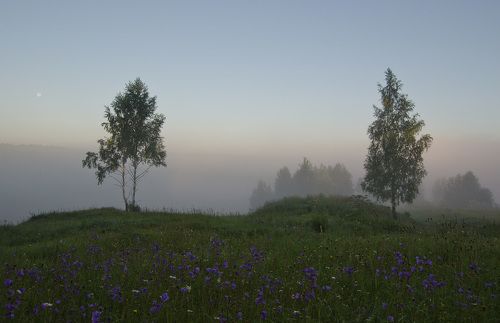 Луг с колокольчиками. Июль