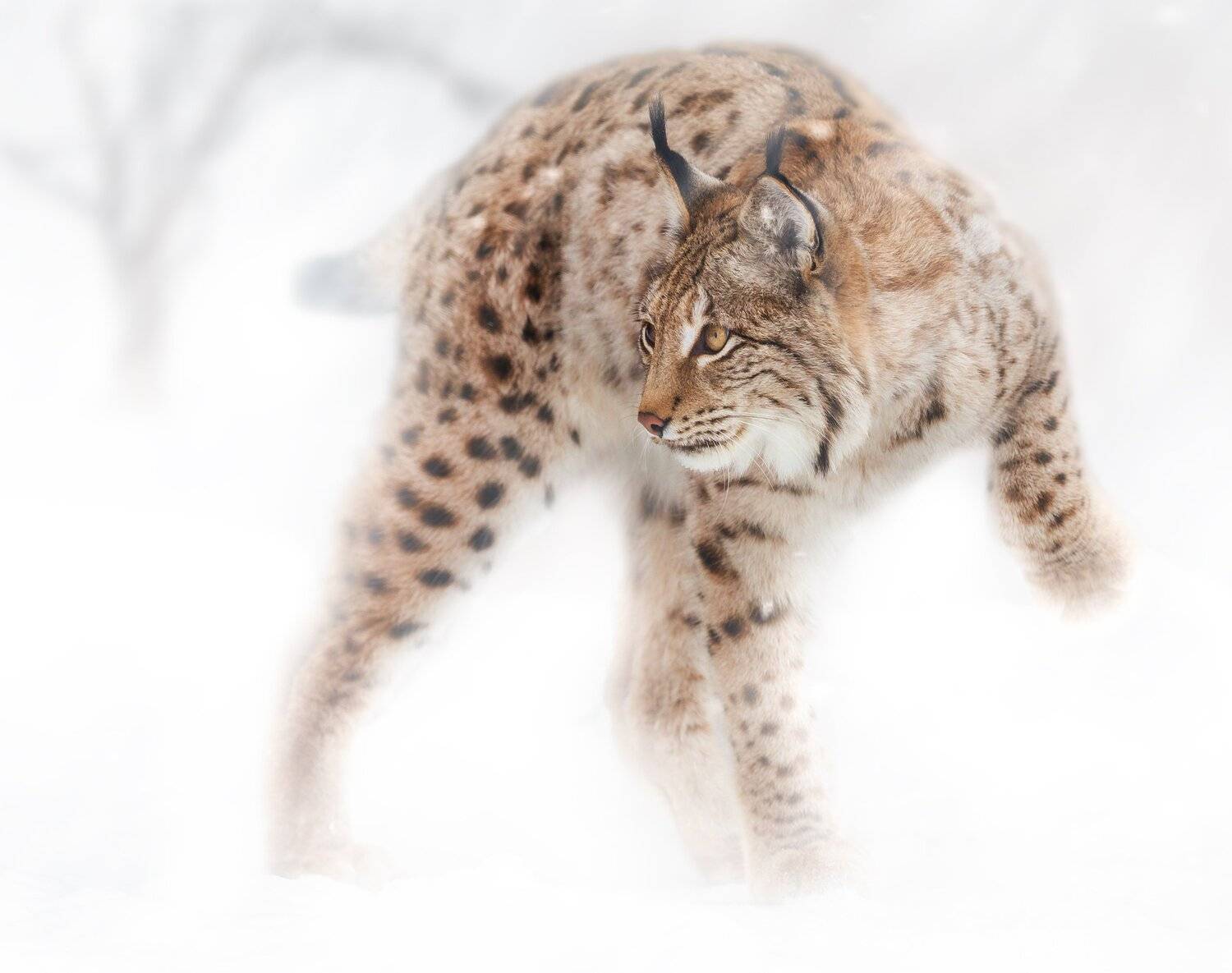 рысь, Олег Богданов