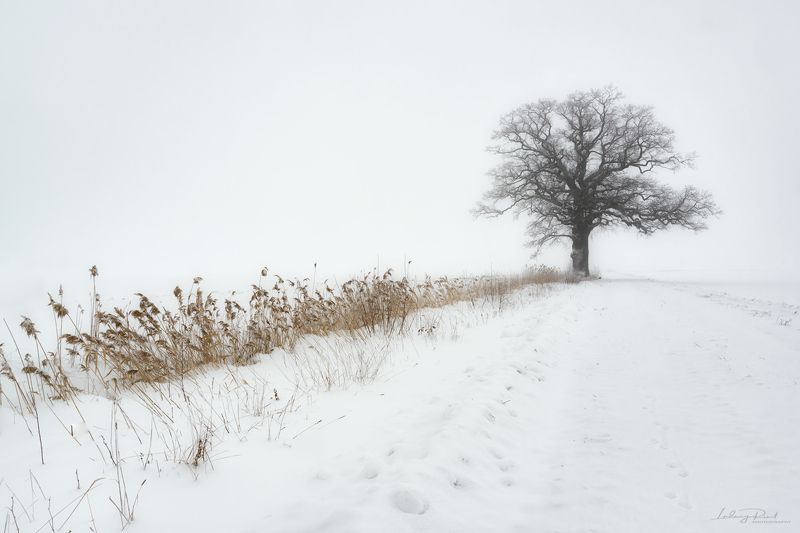 bare, bare oak tree, branches, fog, foggy, foot steps, grass, lonely, ludwig riml natural light photography, ludwig riml photography, mist, misty, monochrome, nature, oak, oak tree, outdoor, pasture, reed, road, snow, snowfall, tracks, tree branches, tree Oak in Fog фото превью