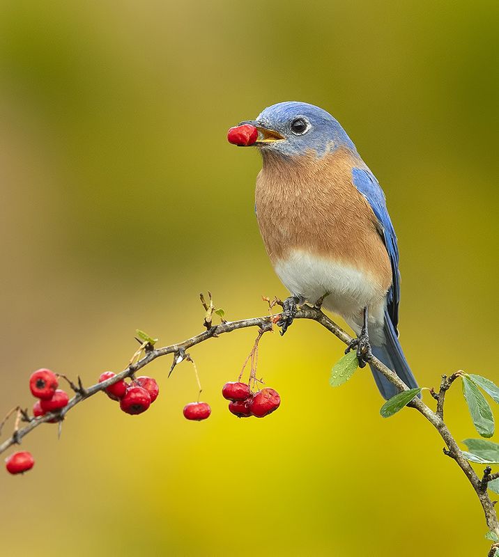 восточная сиалия, eastern bluebird,bluebird Любитель ягод. Восточная сиалия (самец) - Eastern Bluebird male фото превью