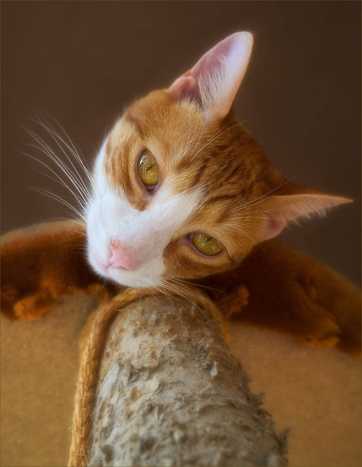 кошки, животные, портрет, Sergey Drobkov