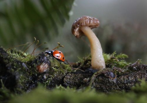 В лесной тиши