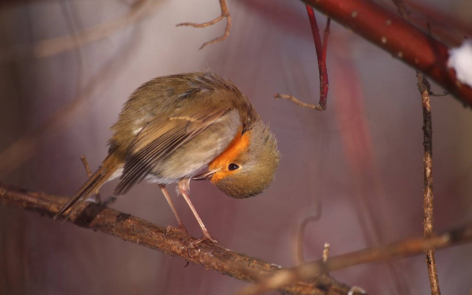 Зарянка малиновка Erithacus rubecula Robin, Александр Зорин