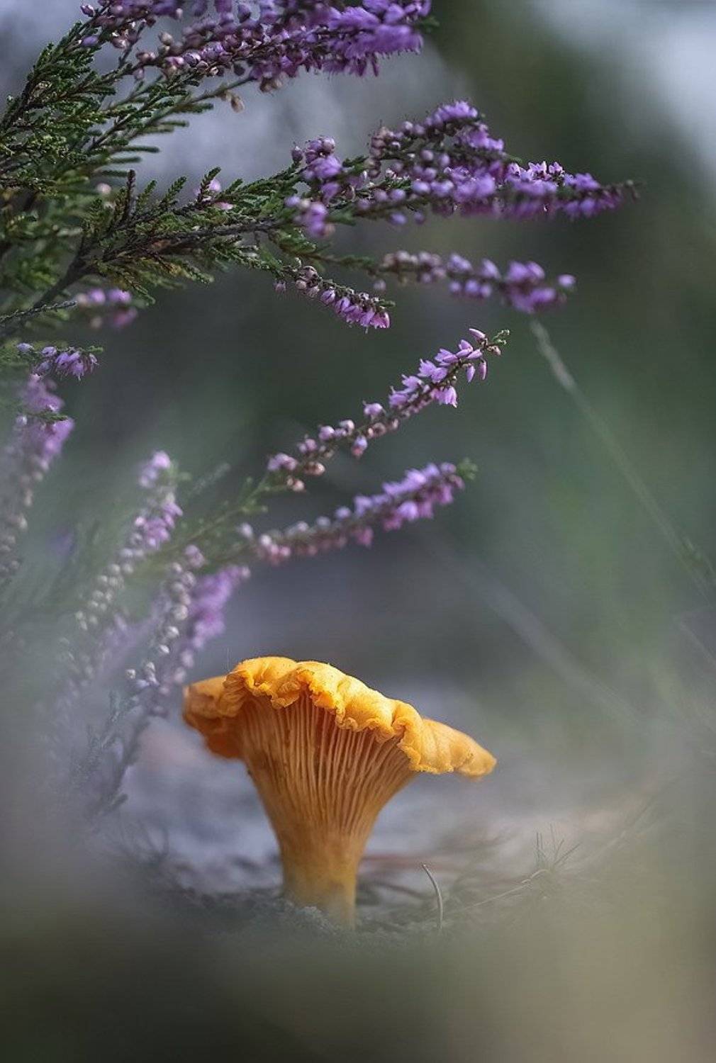 , Вячеслав Мищенко