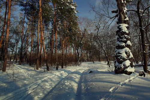 По зимним тропинкам.