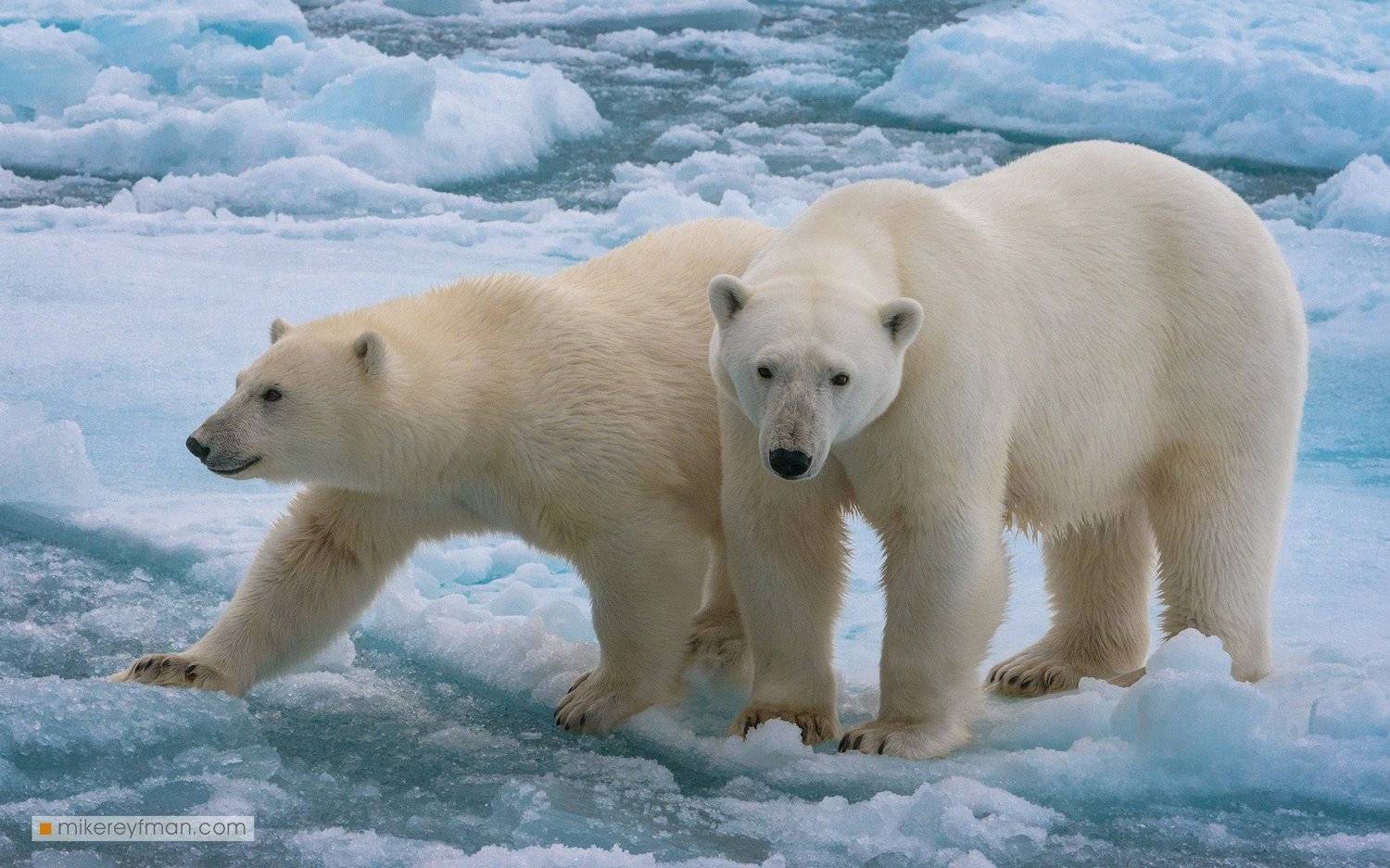 wildlife, dream, svalbard, polar bear, ice, wild, Майк Рейфман
