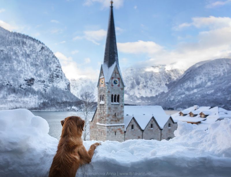 собака, природа  фото превью