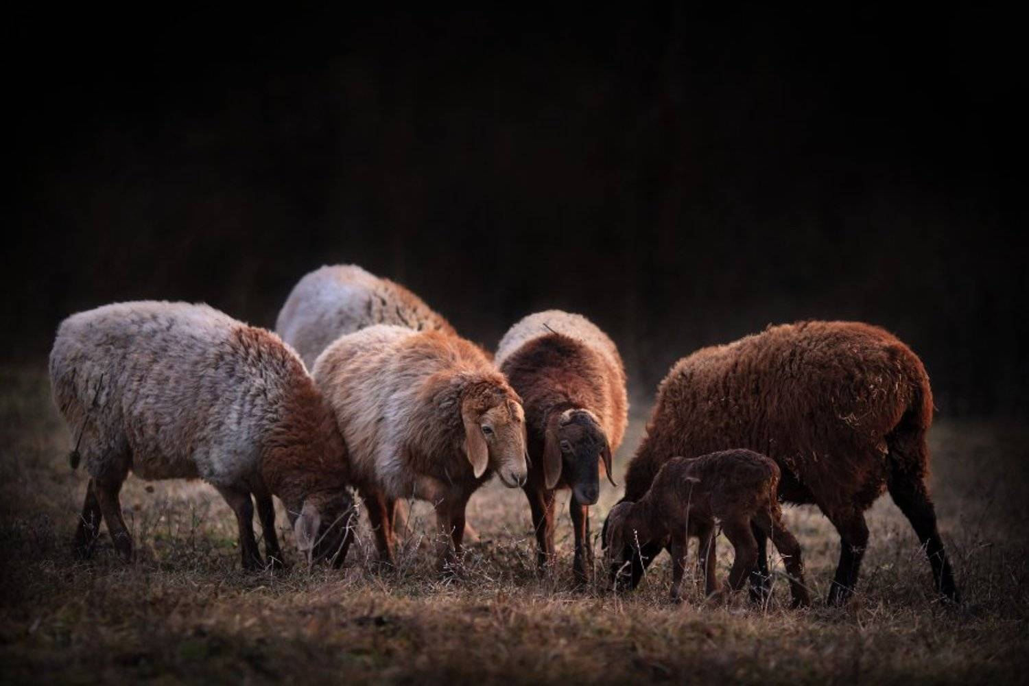 , Андриянкина Светлана