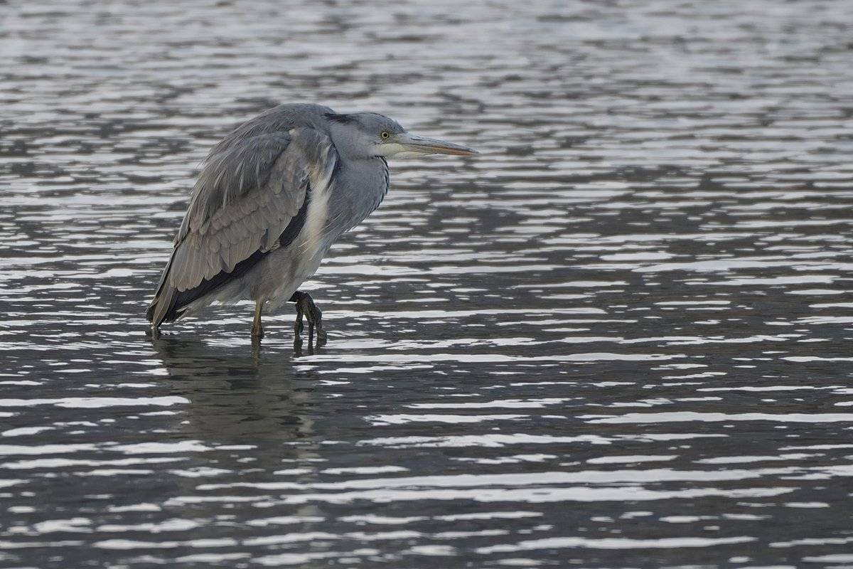 птицы birds slovakia, Jaroslav Mego