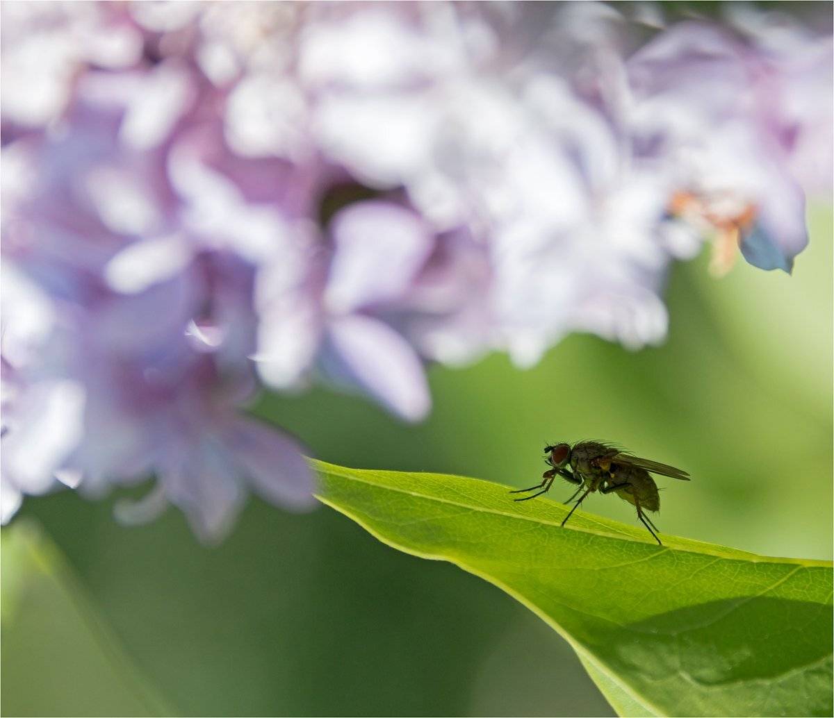 муха, лист, сирень, лето, Куликова Ирина