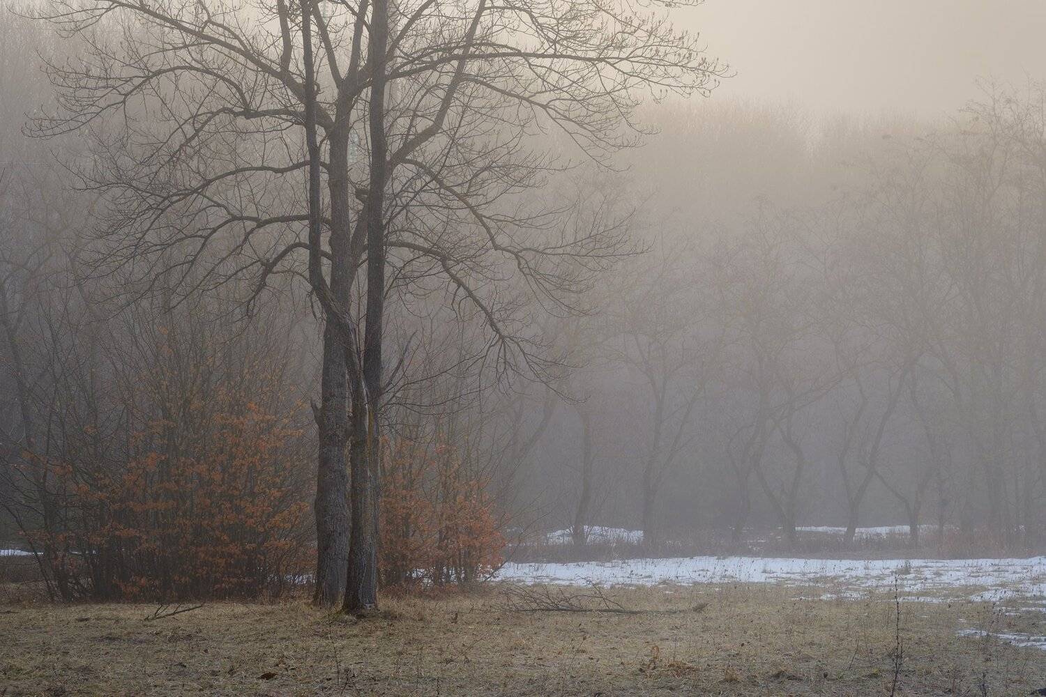 зима лес снег утро туман, Александр Жарников