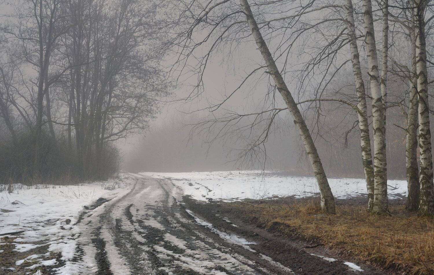 зима лес снег утро туман, Александр Жарников