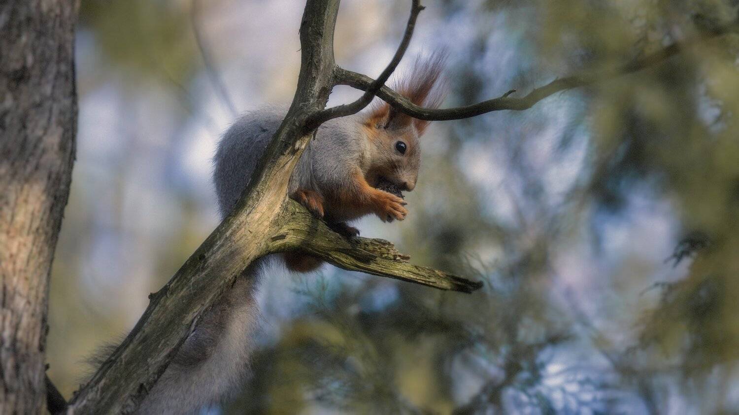 , Alexander Plekhanov