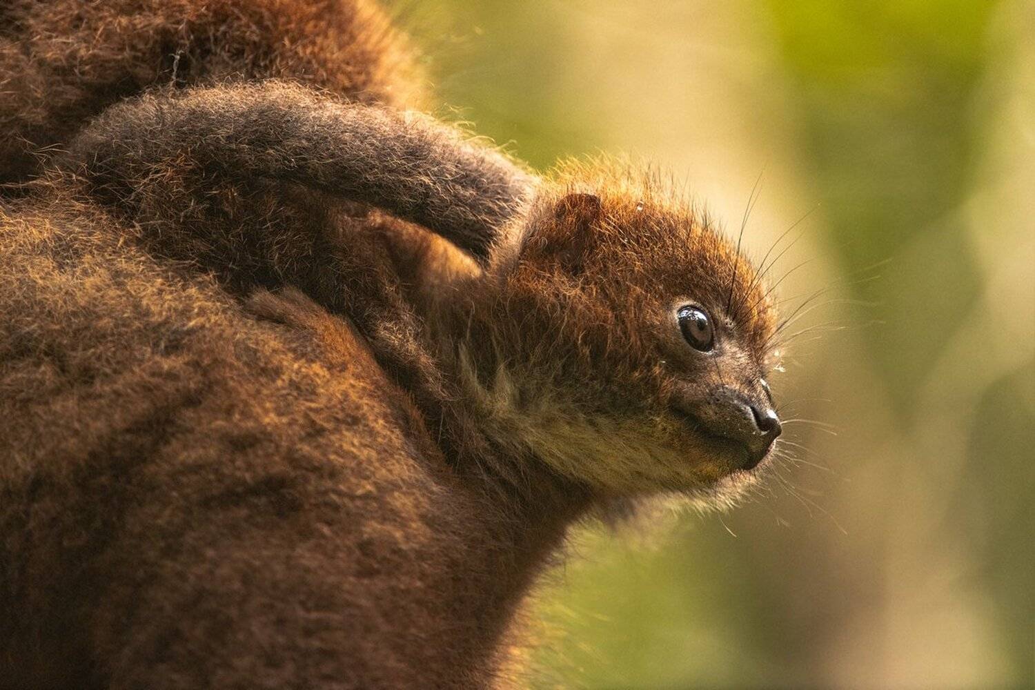 лемур, Александр Маркелов
