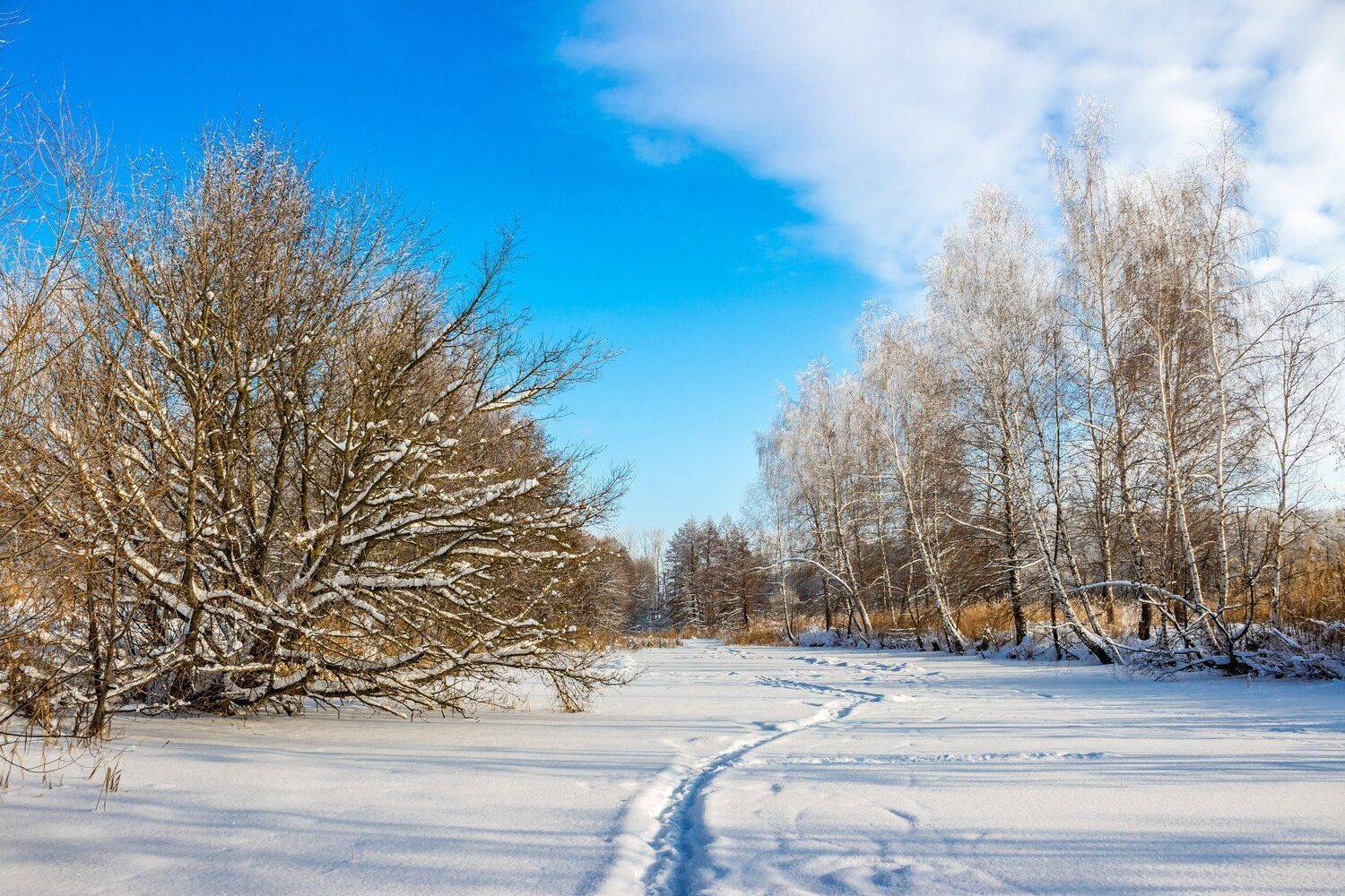 зима, лес, река, усмань, снег, Руслан Востриков