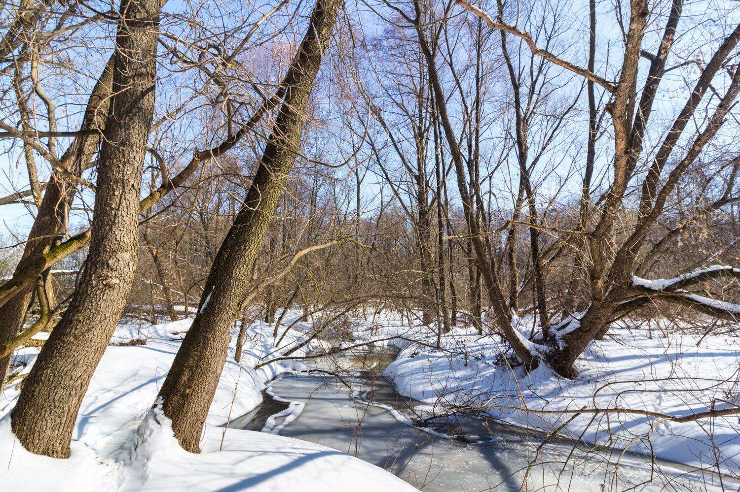зима, лес, река, усмань, снег, Руслан Востриков