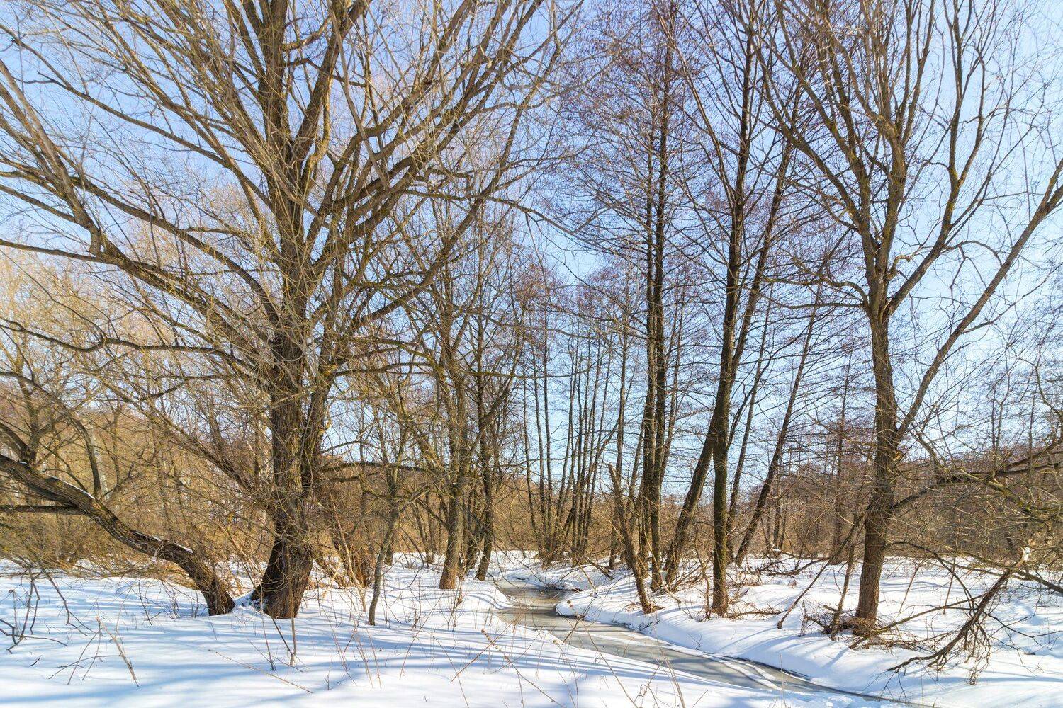 зима, лес, река, усмань, снег, Руслан Востриков