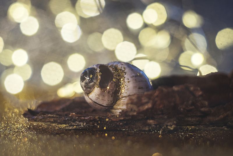 макро, макрофотография, макросъёмка, боке, ракушка, капли  фото превью