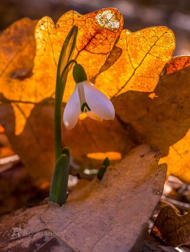 Подснежник кавказский