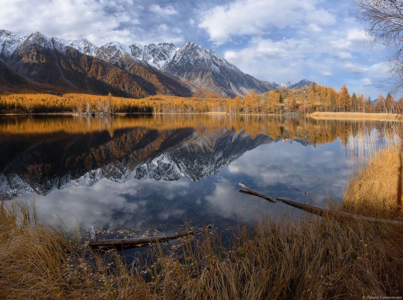 пейзаж, осень, горы, аргут, озеро, алтай, желтый, свет, лиственница, отражение Безымянное фото превью