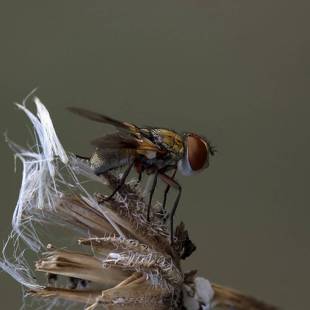макро, насекомые, мухи, Александр Земляной