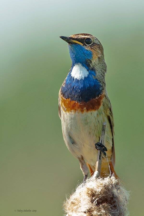, Валерий Субачев